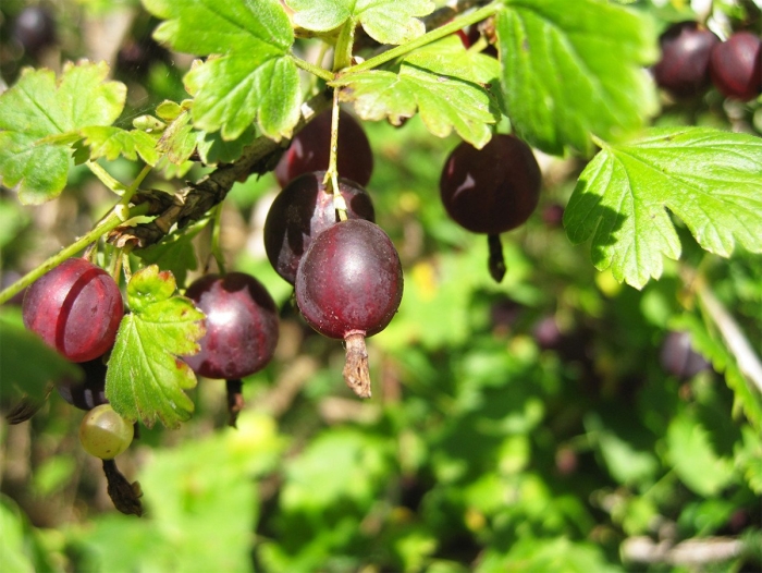 Крыжовник сорт командор