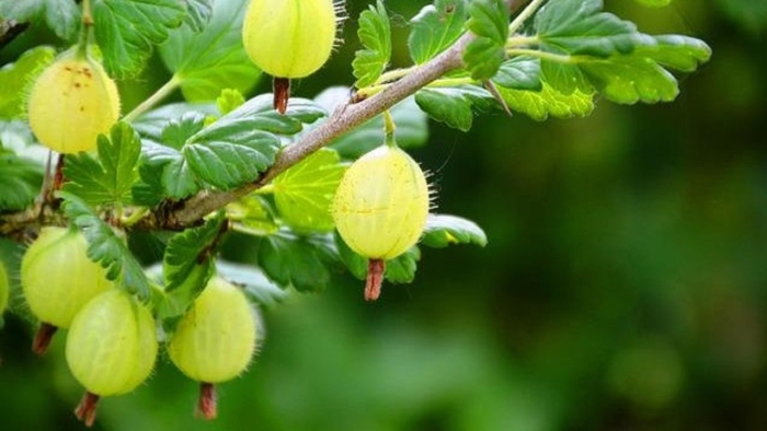 Куст крыжовник