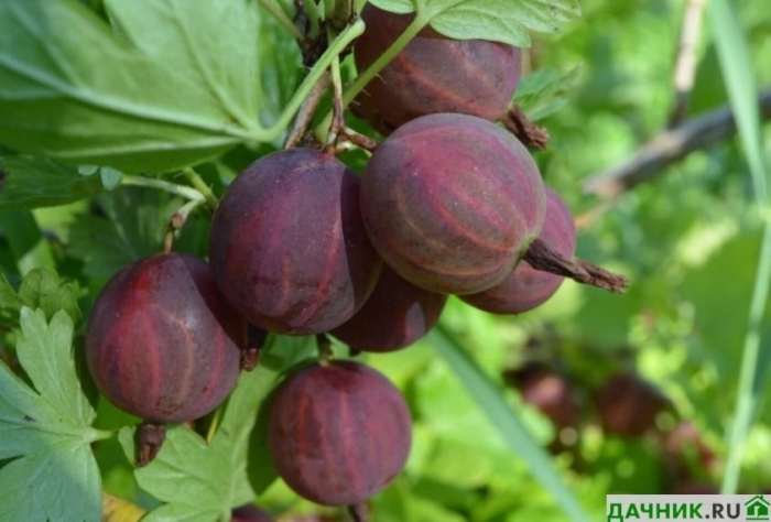 Крыжовник владил (командор)