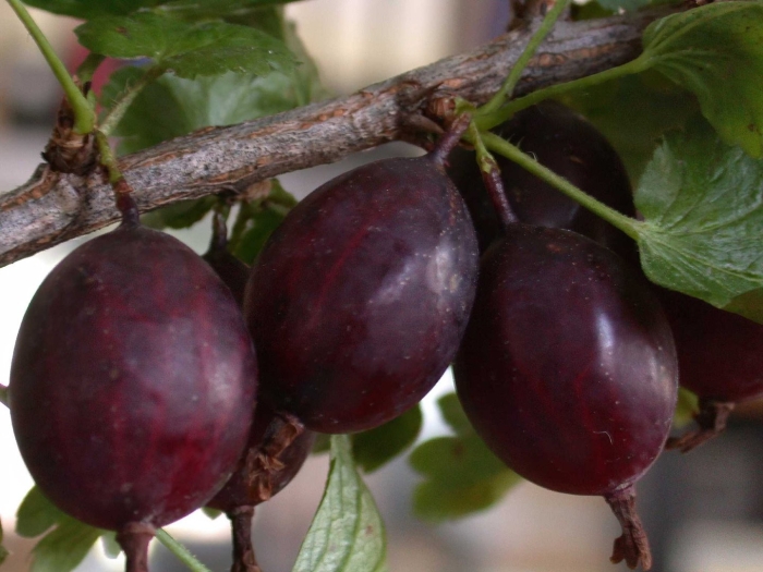 Крыжовник сорт черносливовый