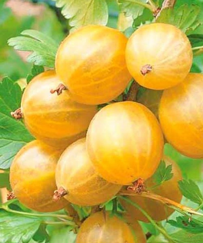 Крыжовник янтарный