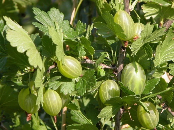 Крыжовник зеленый длинный сорт