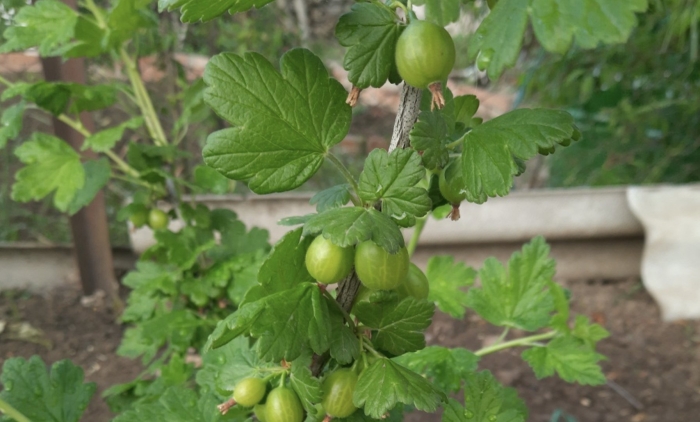 Крыжовник 4-24