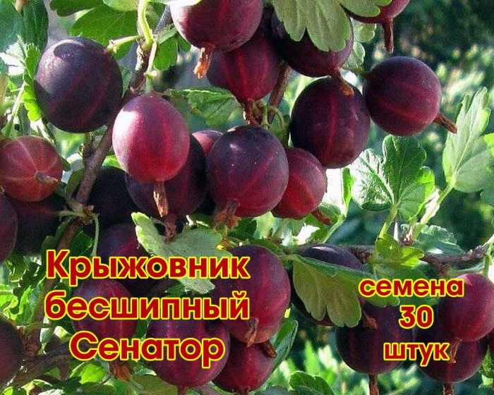 Крыжовник консул сенатор
