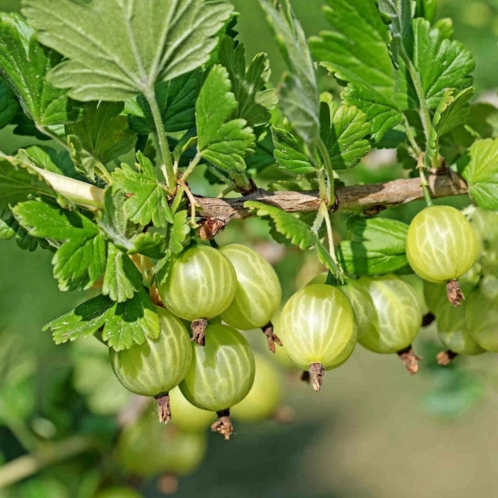 Крыжовник балтийский