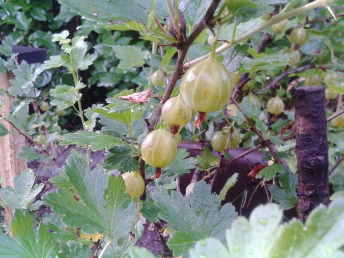 Крыжовник сорт родник