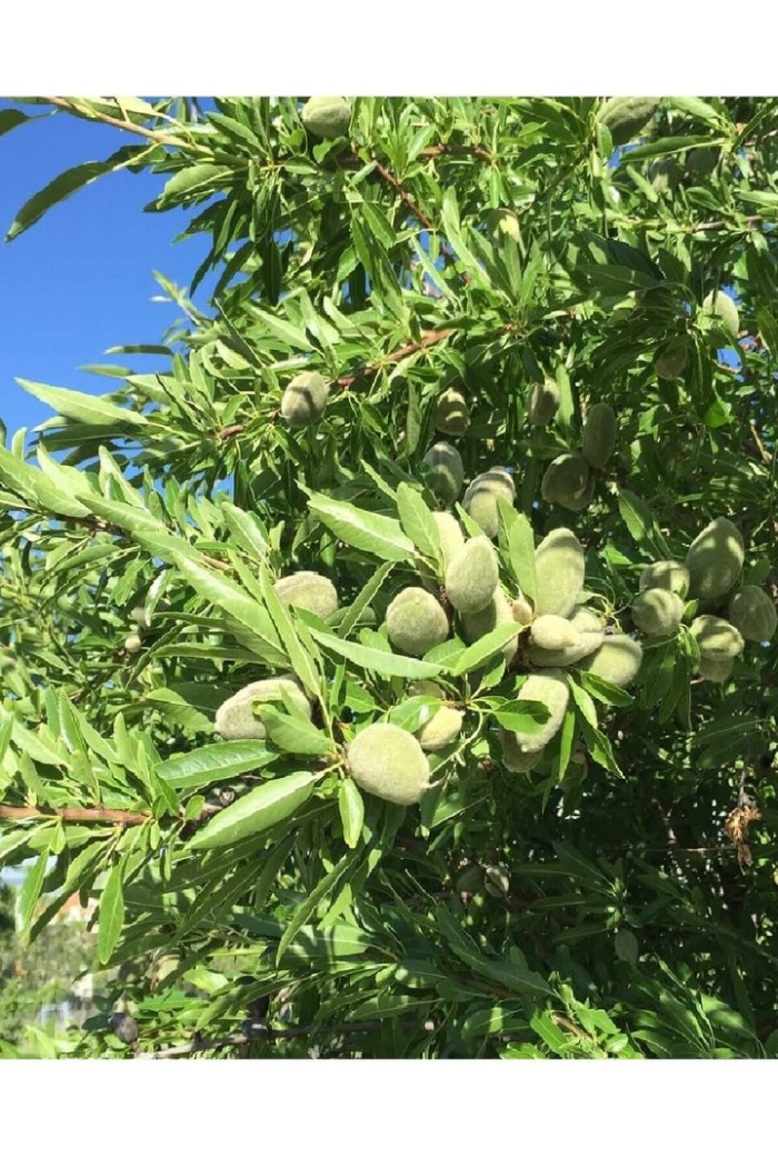 Ягоды миндаля