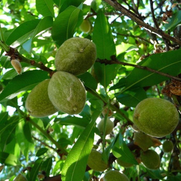 Миндаль сорт десертный