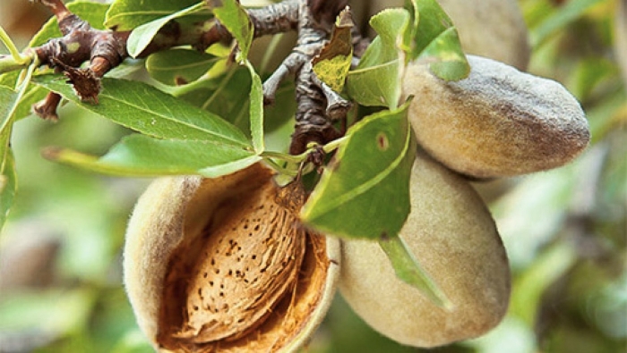 Миндаль обыкновенный дерево