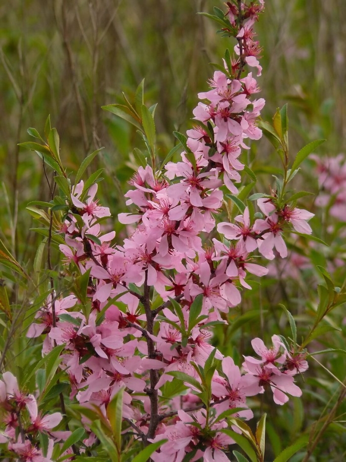 Миндаль степной бобовник