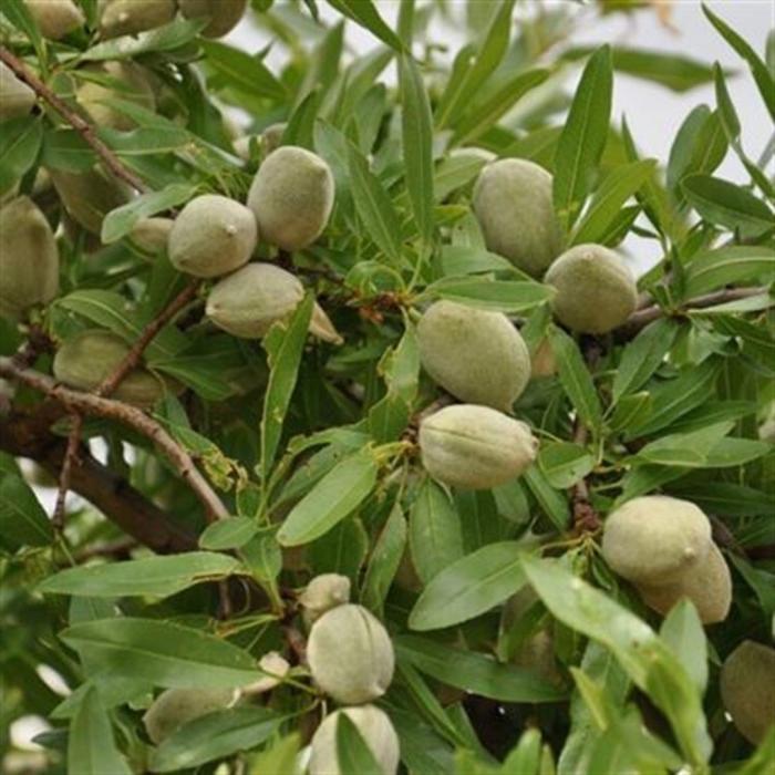 Миндаль делон