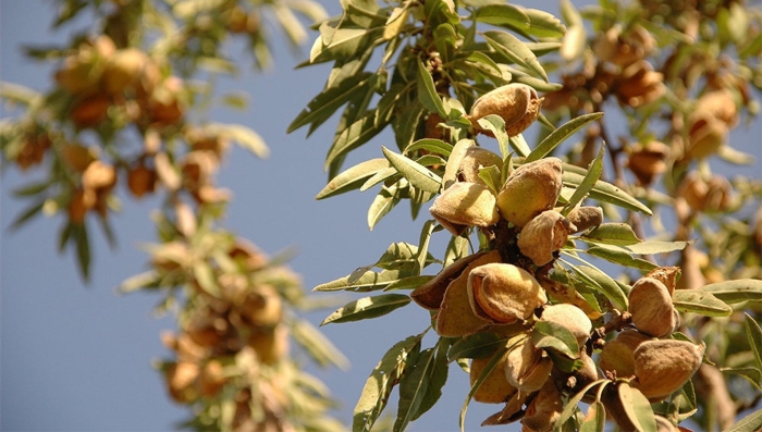 Миндальное дерево