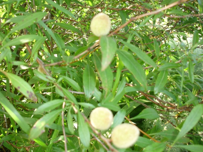 Миндаль степной орехи