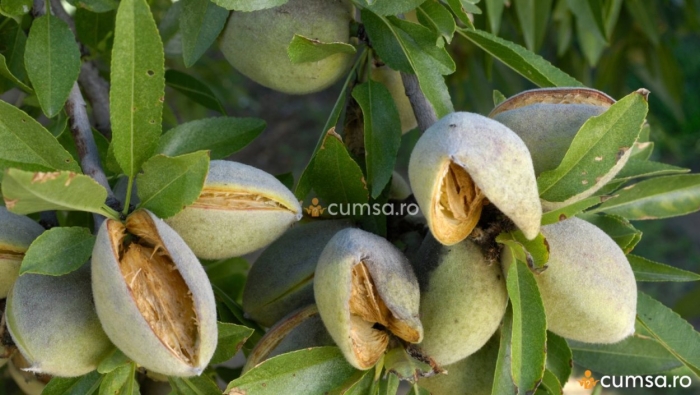 Миндаль обыкновенный дерево