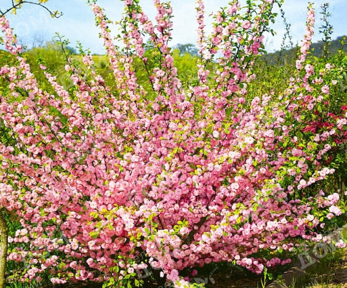 Миндаль трехлопастный луизеания