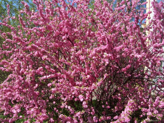 Миндаль трехлопастный (луизеания) розенмунд