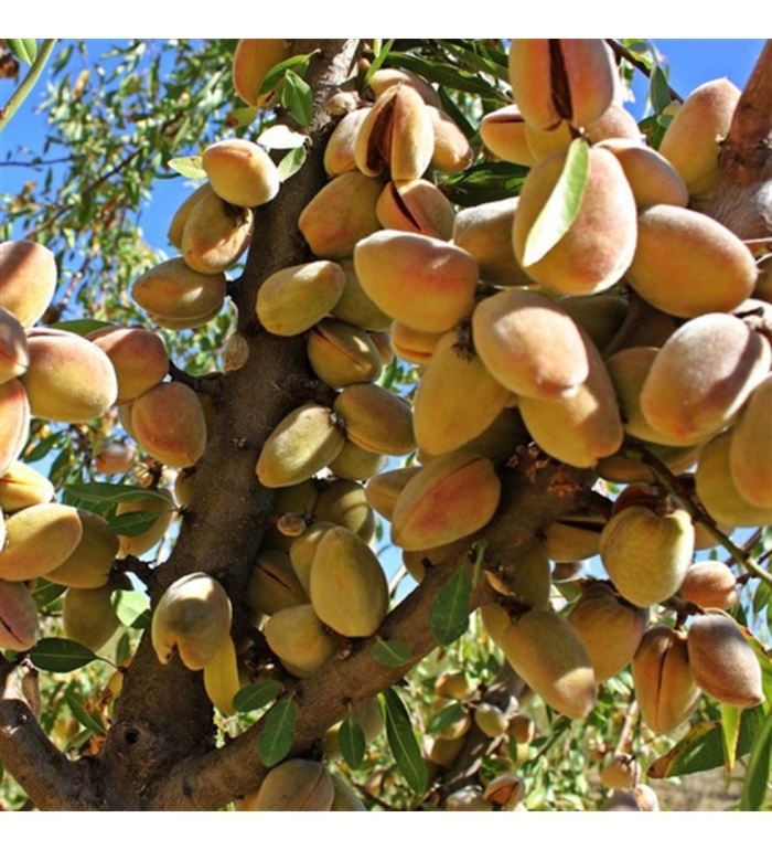 Саженцы миндаля никитский