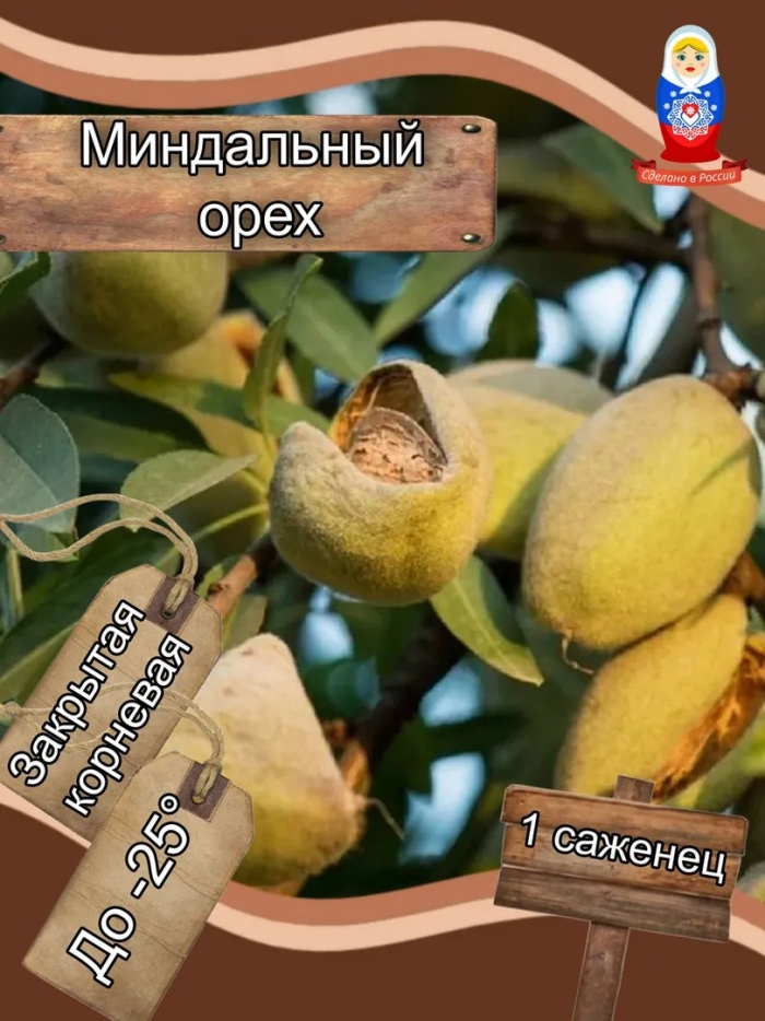 Миндальные орехи