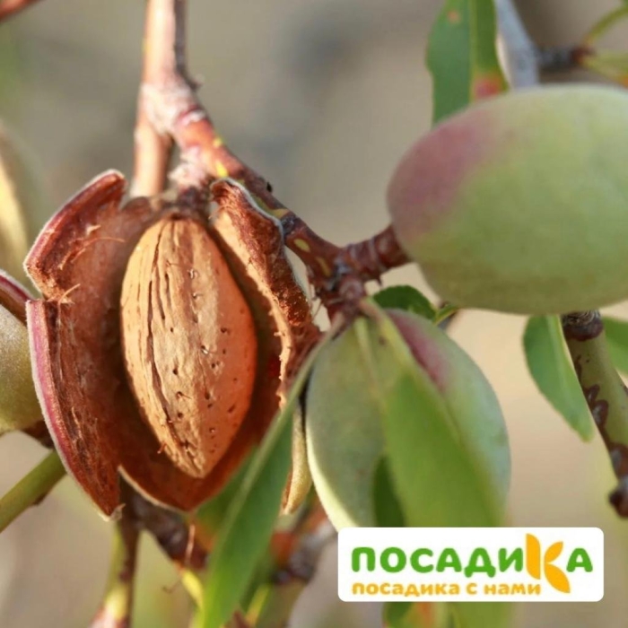 Миндаль бухарский