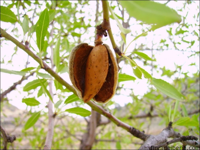 Миндаль орех дерево