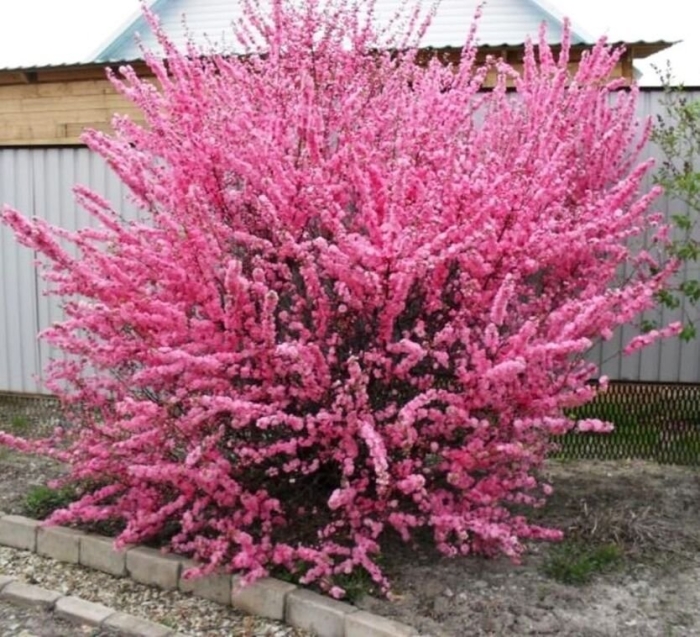 Сакура миндаль трехлопастной