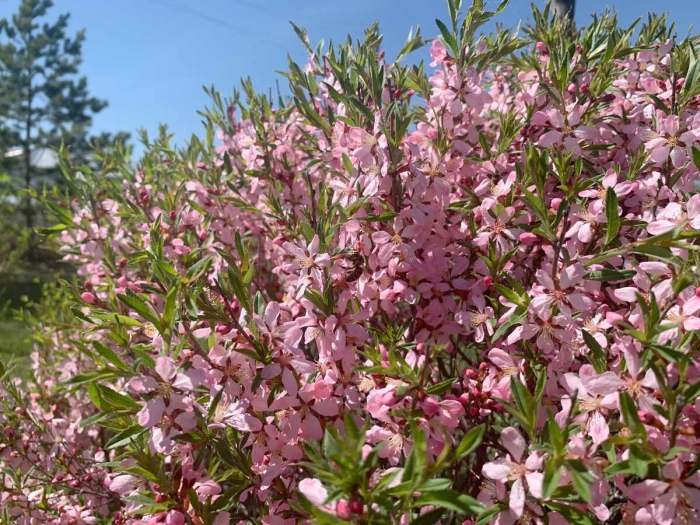 Миндаль степной бобовник