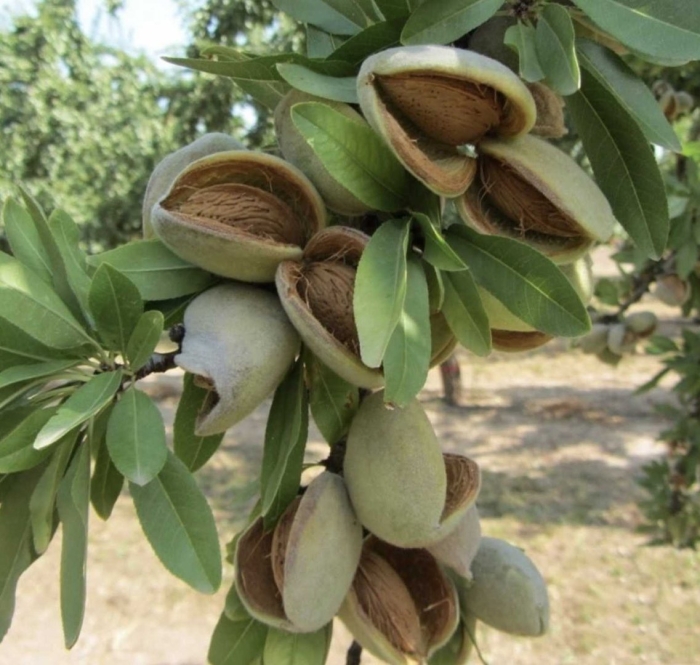 Миндаль ледебура плод