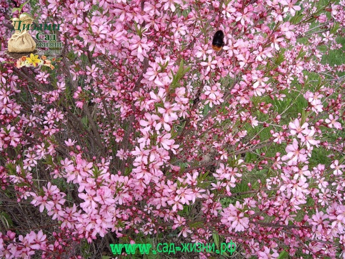 Миндаль степной бобовник