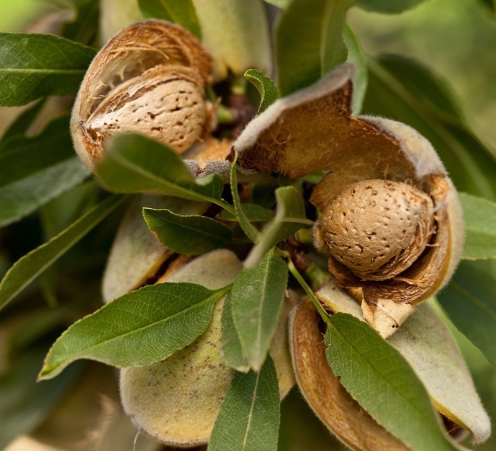 Миндаль никитский