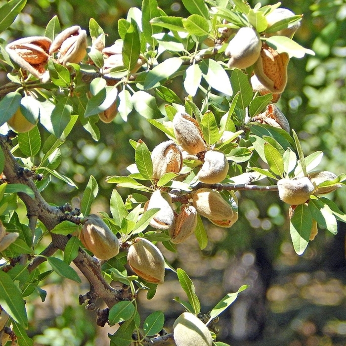 Дерево миндаль