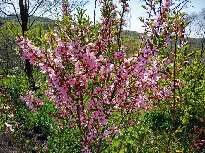 Миндаль бобовник