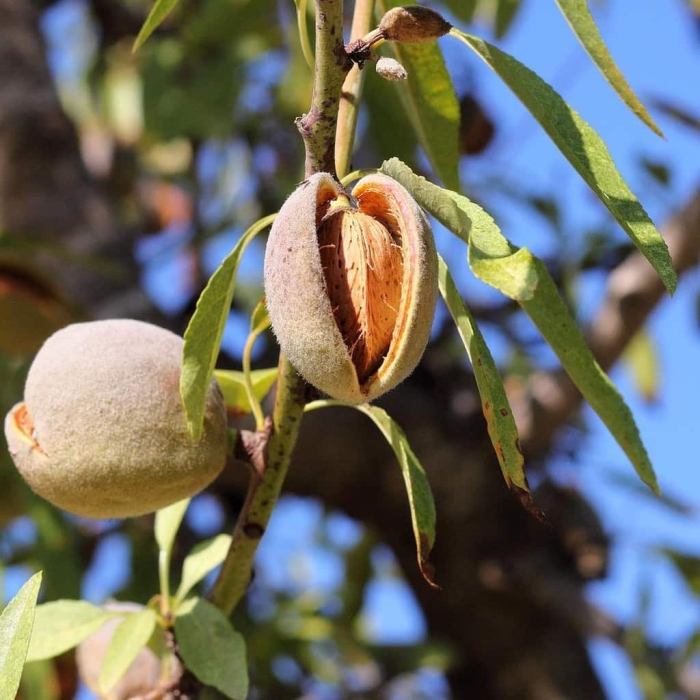 Миндаль саженцы плоды