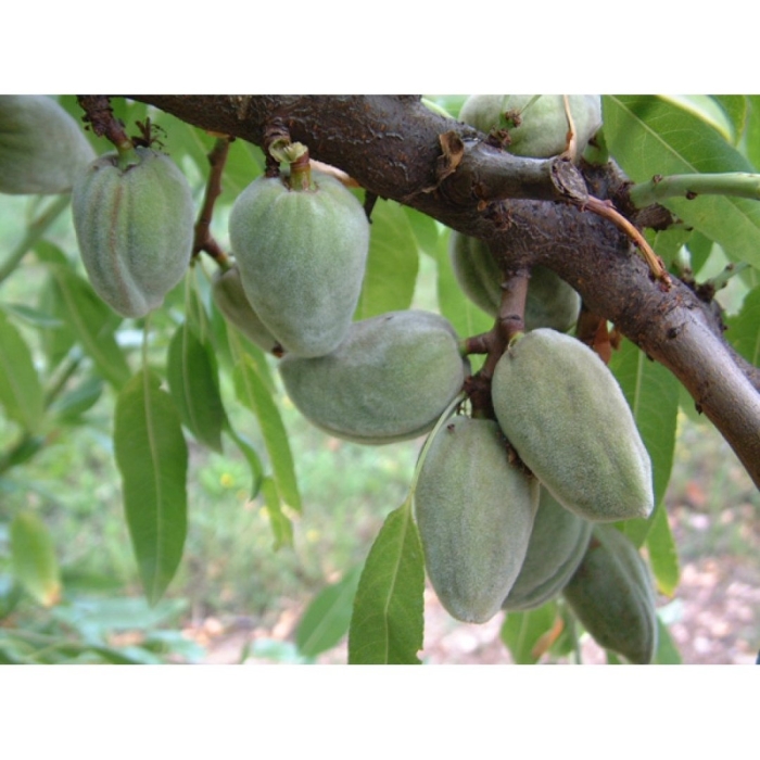 Миндаль орех