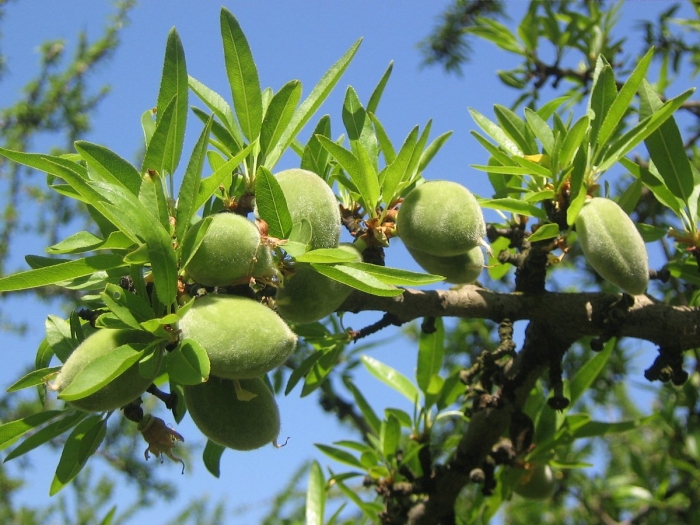 Миндаль никитский