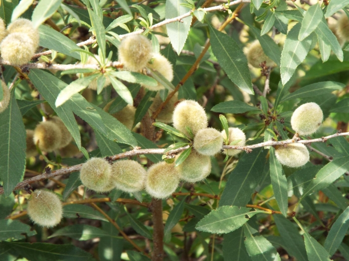 Миндаль кустарник орехоплодное