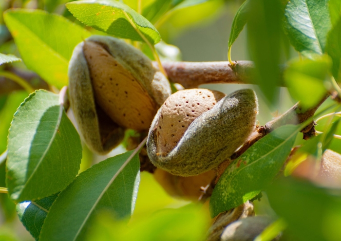 Миндаль приморский сорт
