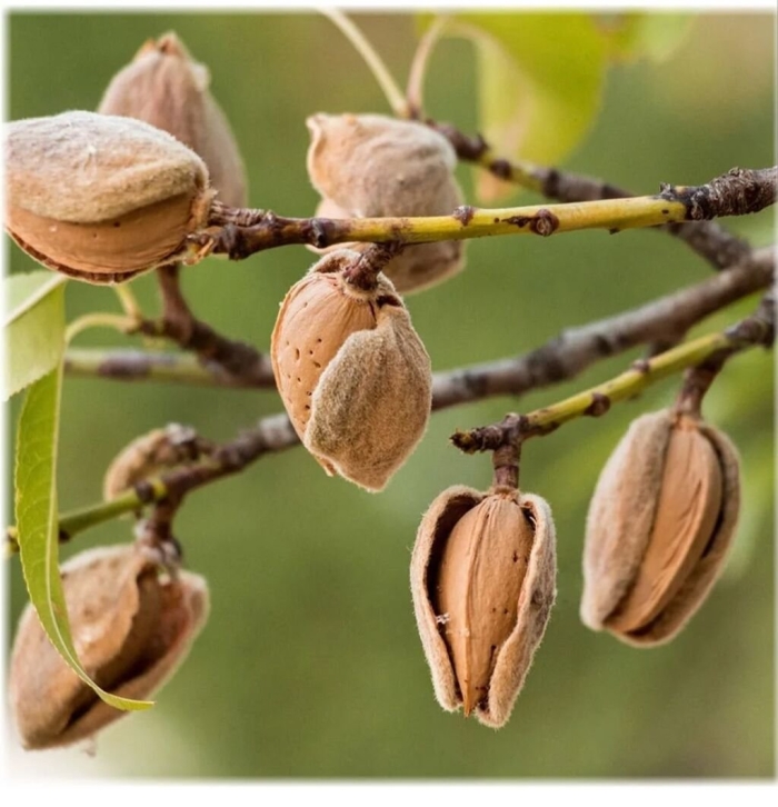 Орех миндаль из какого фрукта