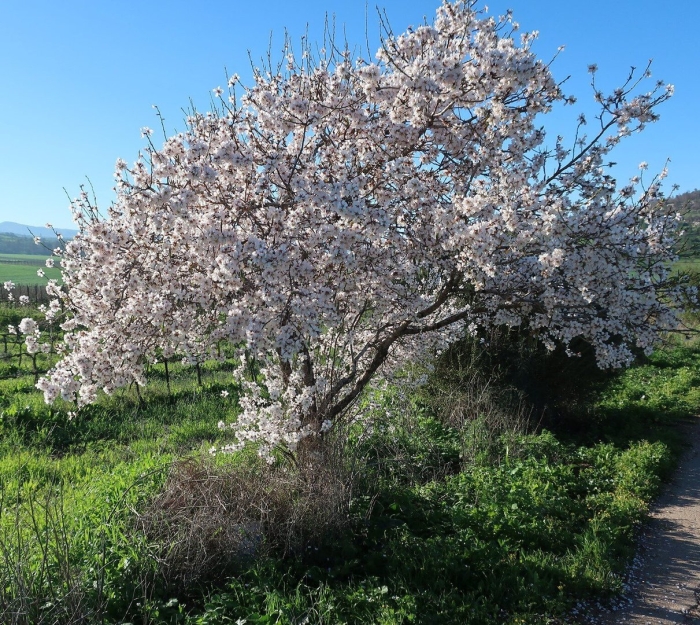 Дерево миндаль