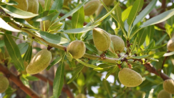 Миндаль обыкновенный плоды