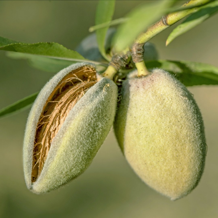 Миндаль антик