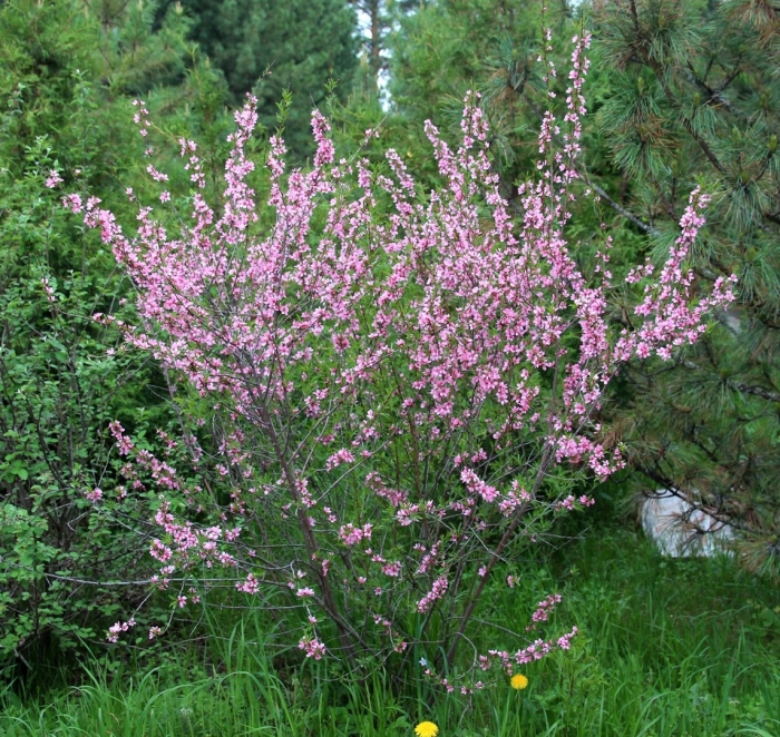 Миндаль ледебура