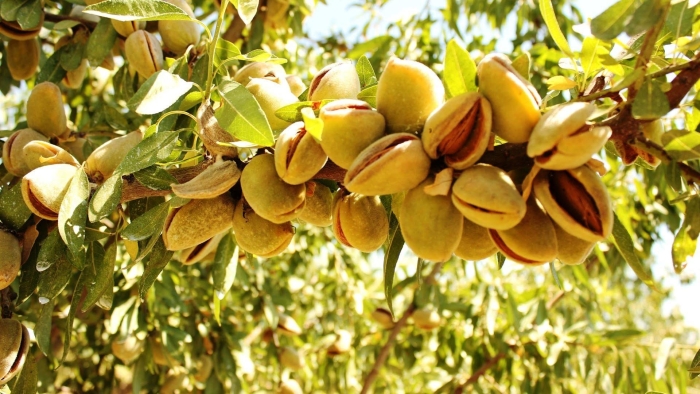 Миндаль ялтинский