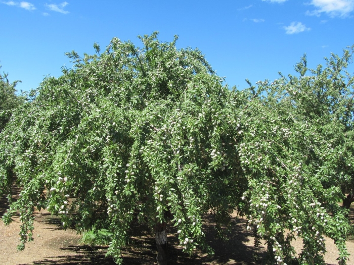 Миндаль куст летом