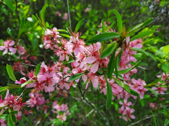 Миндаль степной