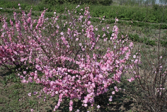 Миндаль трехлопастный луизеания