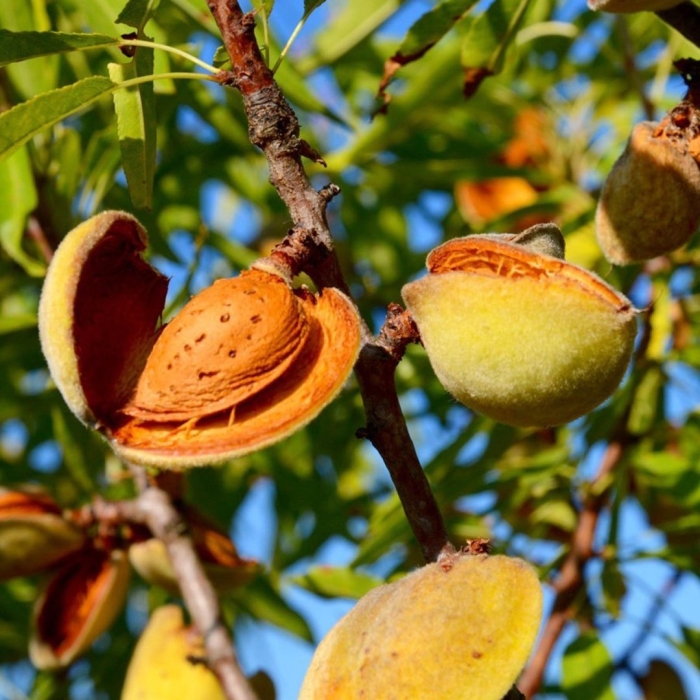 Миндаль никитский 62