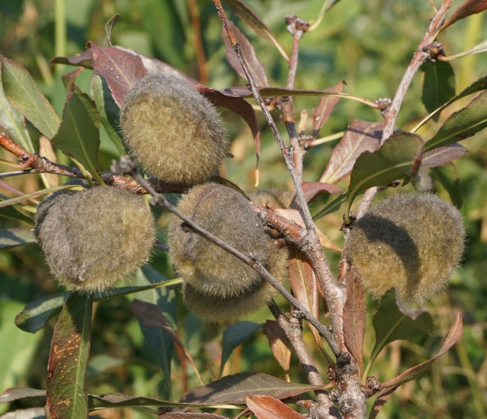 Миндаль степной плоды