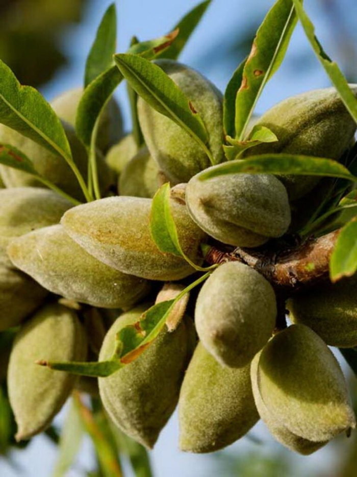 Миндаль никитинский