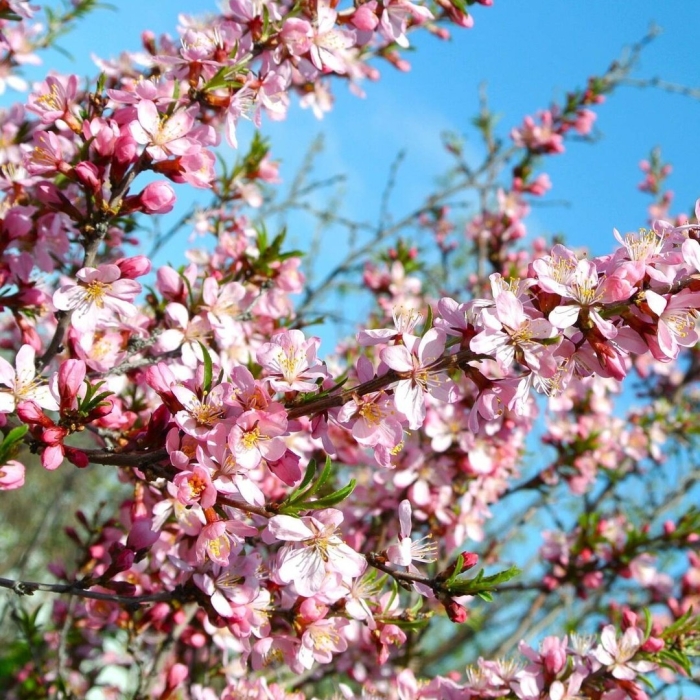 Миндаль степной бобовник