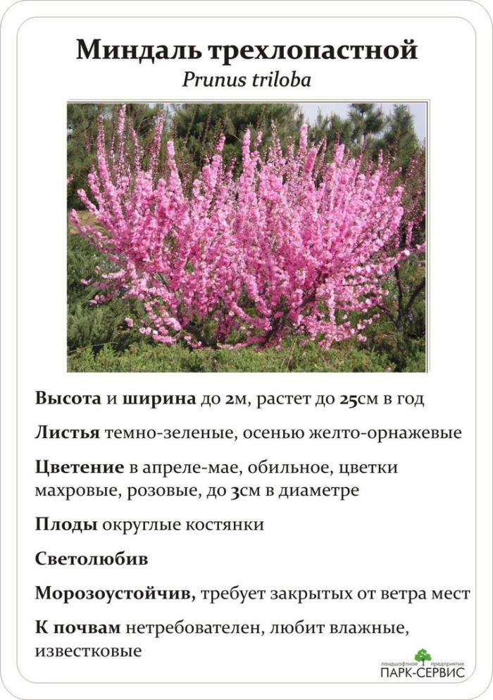 Кустарник миндаль розовый